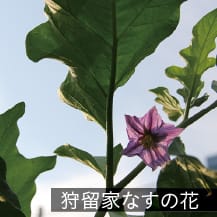 狩留家なすの花