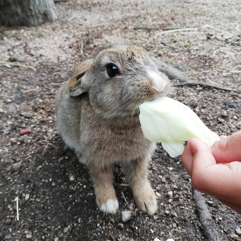 うさぎの島で癒やされる！大久野島に行ってきました