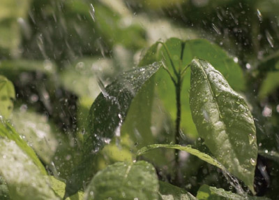 フェアトレード　カカオチョコレート