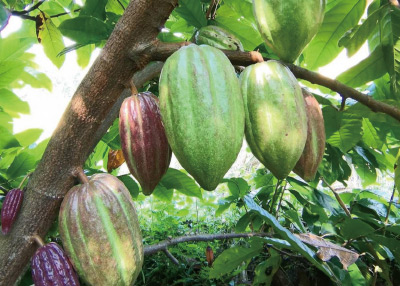 フェアトレード　カカオチョコレート